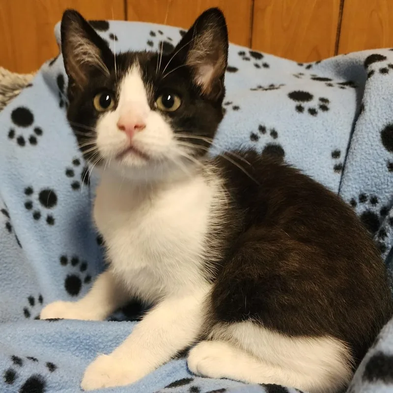 A baby medium-sized male Black & White / Tuxedo Domestic Short Hair cat named Pipsqueak for adoption in Graham, WA