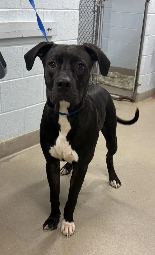 An adult large-sized male Rhodesian Ridgeback dog named Whistle for adoption in Millersville, MD
