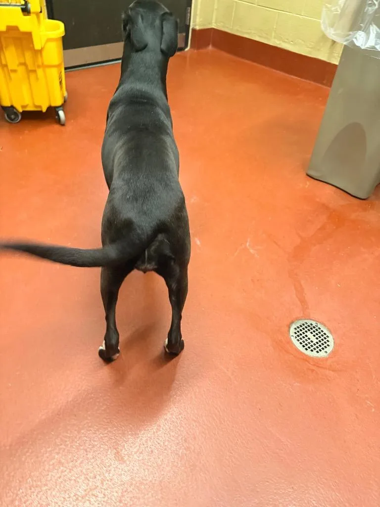 An adult medium-sized female Mixed Breed dog named Pennelope for adoption in Douglasville, GA