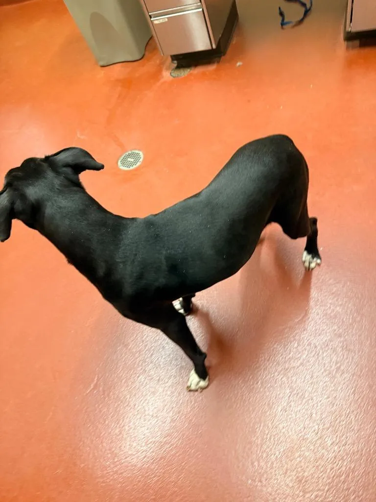 Pennelope thumbnail 2