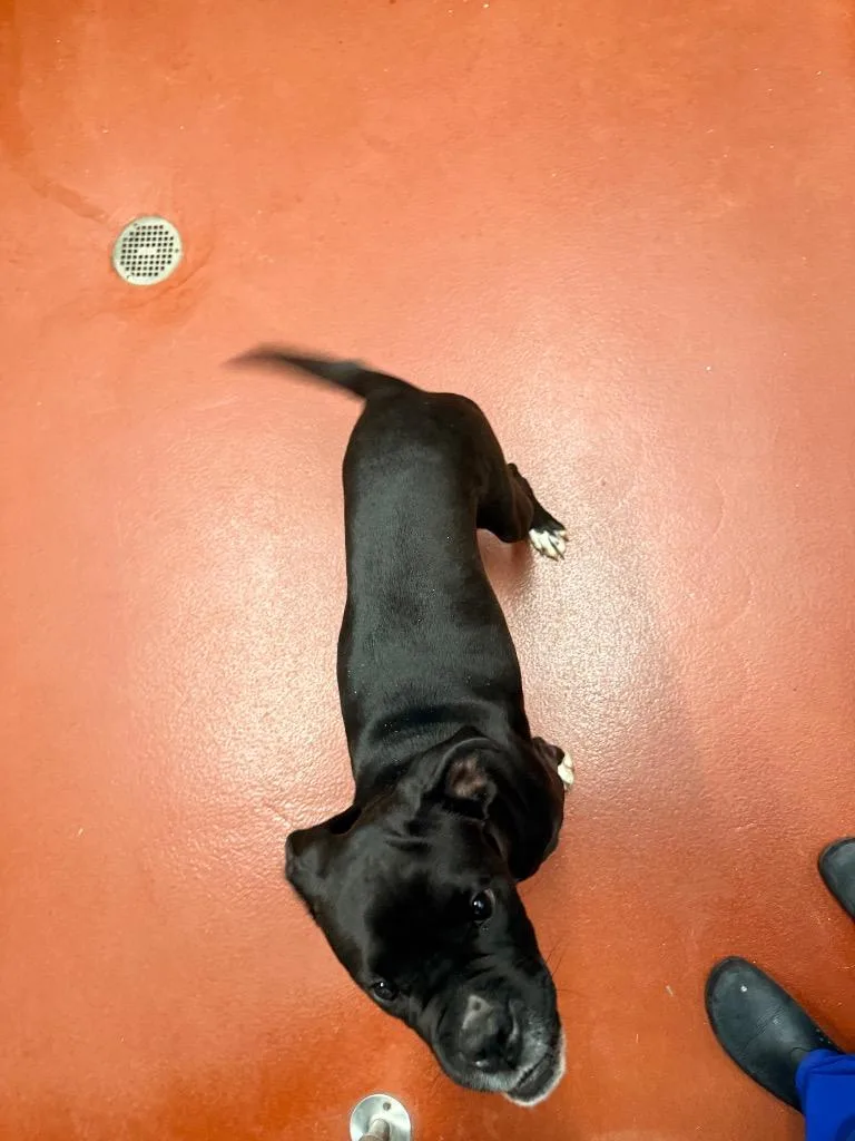 Pennelope thumbnail 4