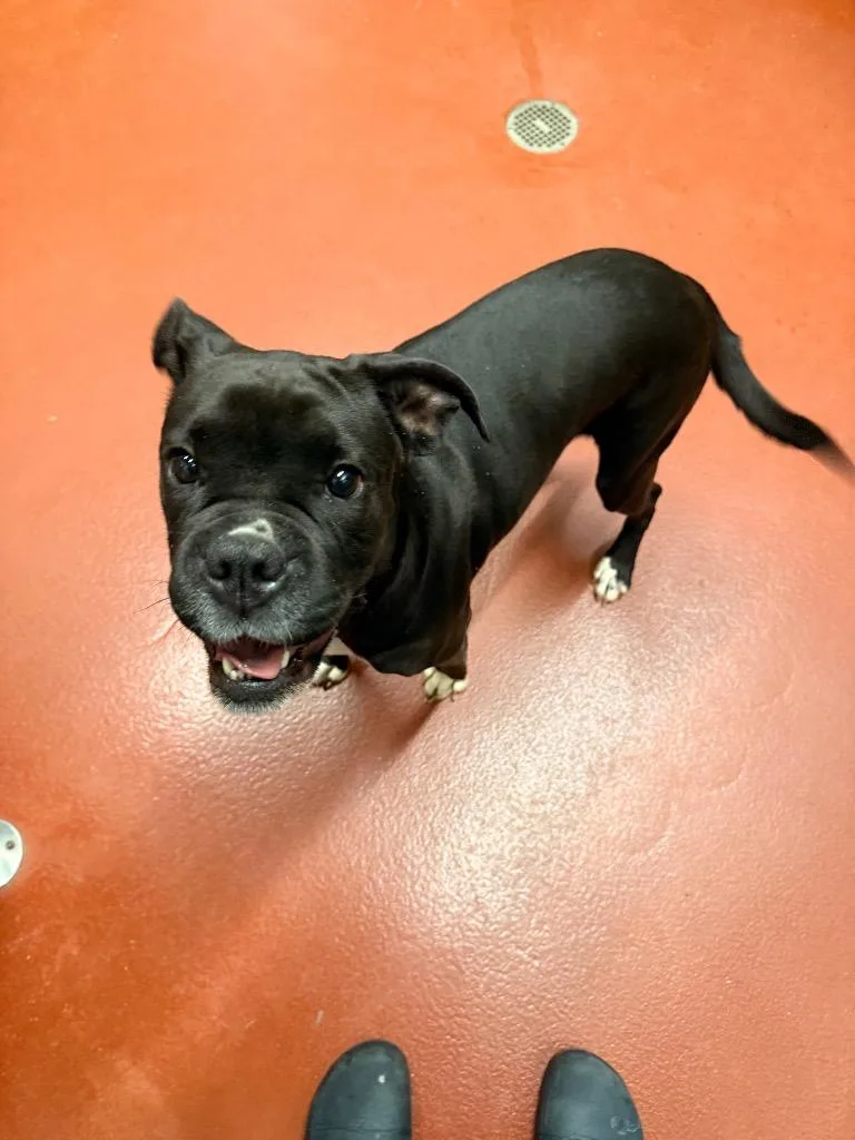 Pennelope thumbnail 5