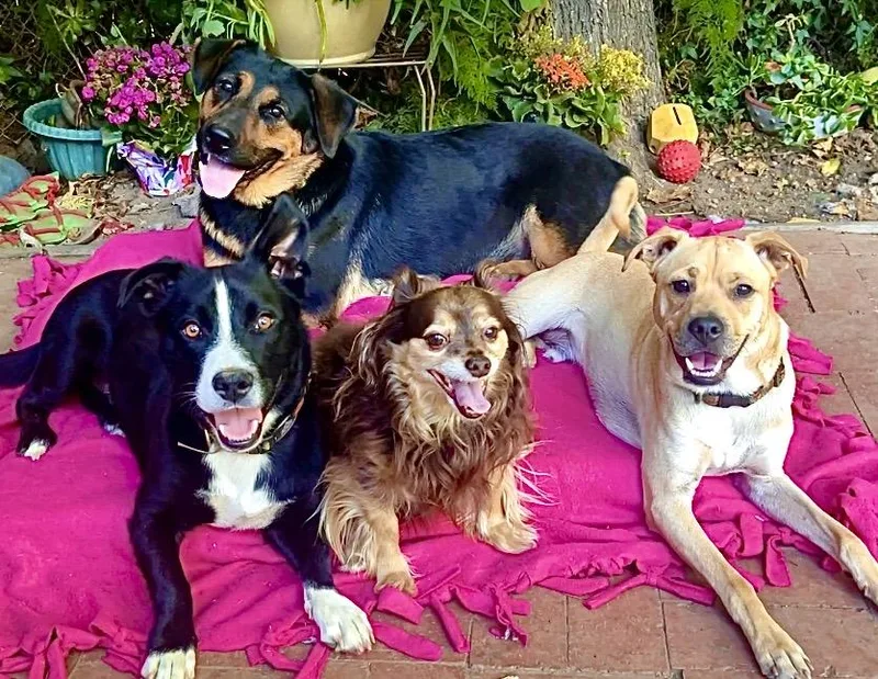 A young large-sized female Black Rottweiler dog named Mama BearVideo for adoption in Pasadena, CA