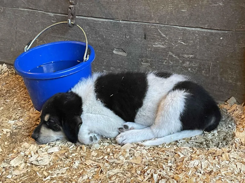 A baby large-sized male Anatolian Shepherd dog named Ryan DFW for adoption in Quinlan, TX