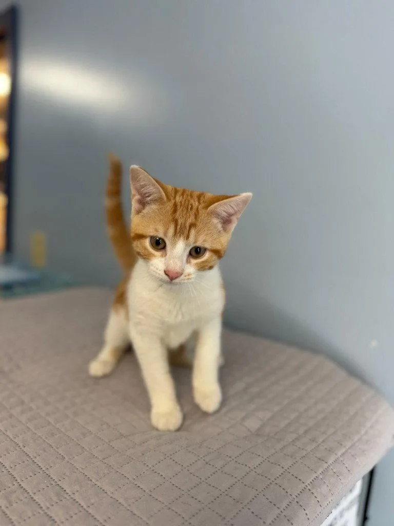 A baby small-sized male Domestic Short Hair cat named Copper for adoption in Lovingston, VA