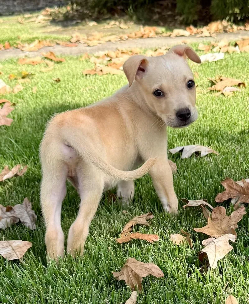 A baby medium-sized male Terrier dog named Flecher for adoption in Little Rock, AR