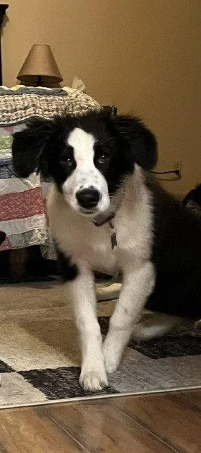 A baby medium-sized female Border Collie dog named Astrid for adoption in St. Louis, MO