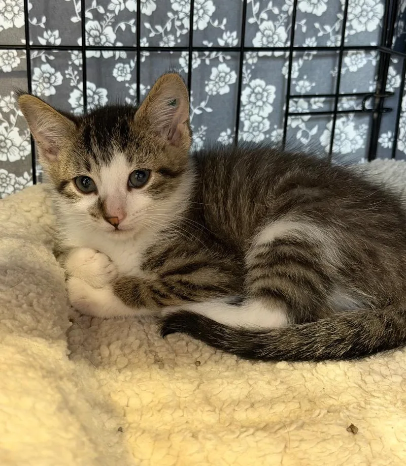 A baby medium-sized male Domestic Short Hair cat named Graphic Tee for adoption in Cincinnati, OH