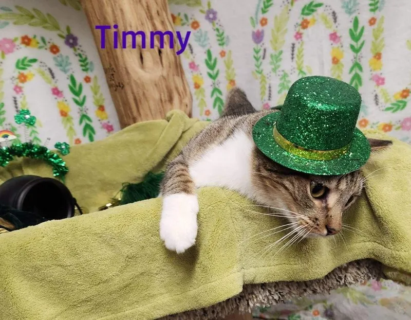Timmy thumbnail 5