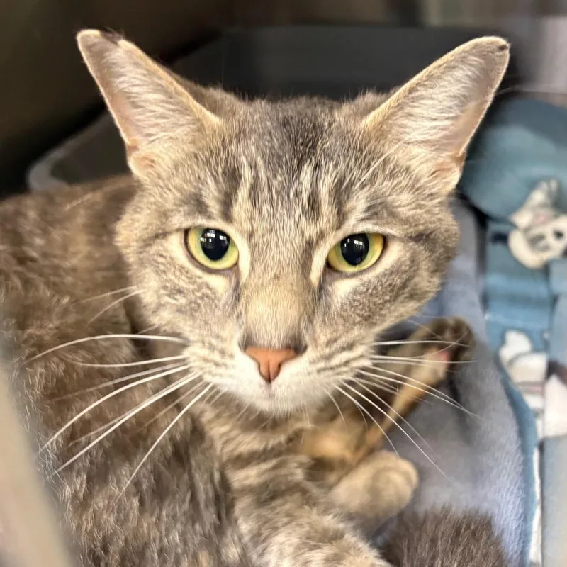 A young medium-sized female Tortoiseshell Domestic Short Hair cat named Gabriella for adoption in Springfield, IL