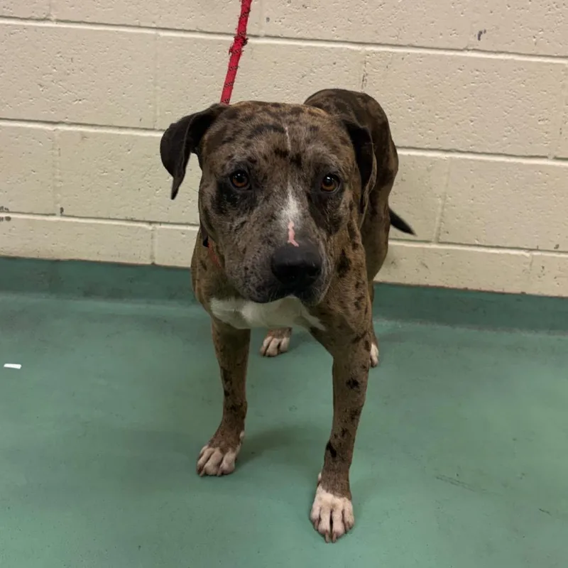 An adult medium-sized male Black Mixed Breed dog named Ray for adoption in Memphis, TN