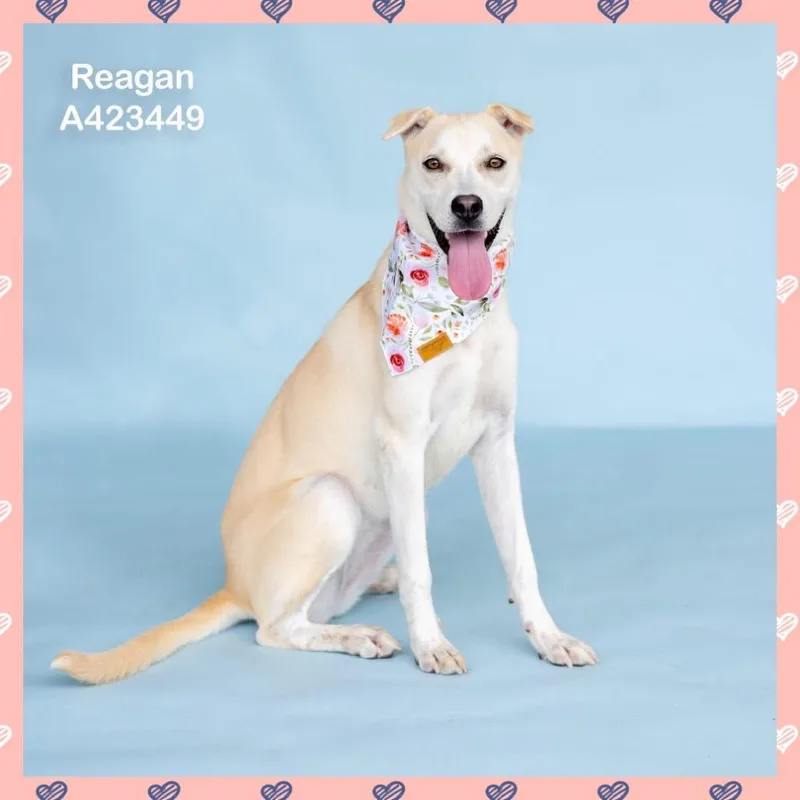 A young medium-sized female White / Cream Labrador Retriever dog named Reagan for adoption in Dover, NH