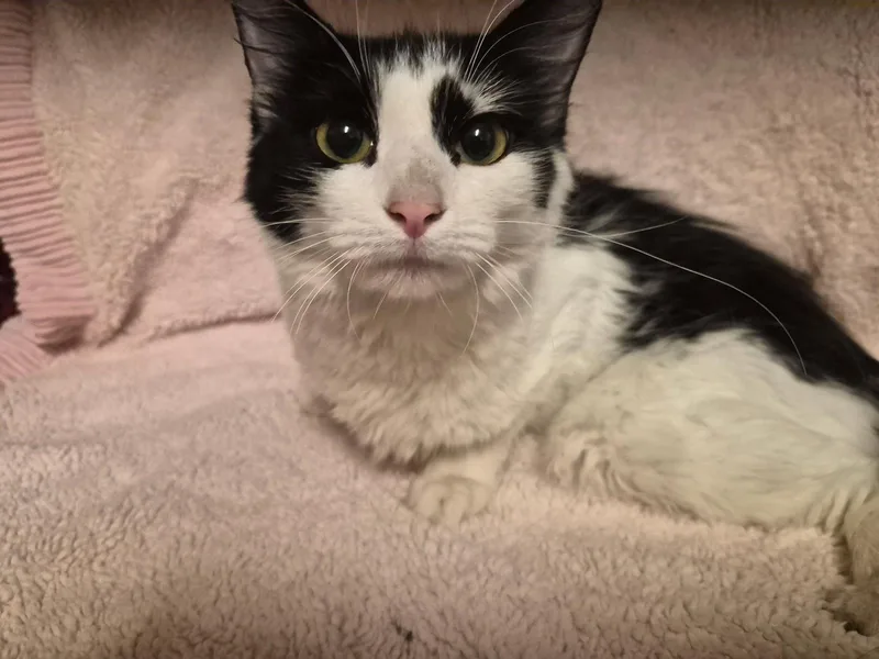 A young medium-sized female Black & White / Tuxedo Domestic Short Hair cat named Sweet Caroline for adoption in Oviedo, FL