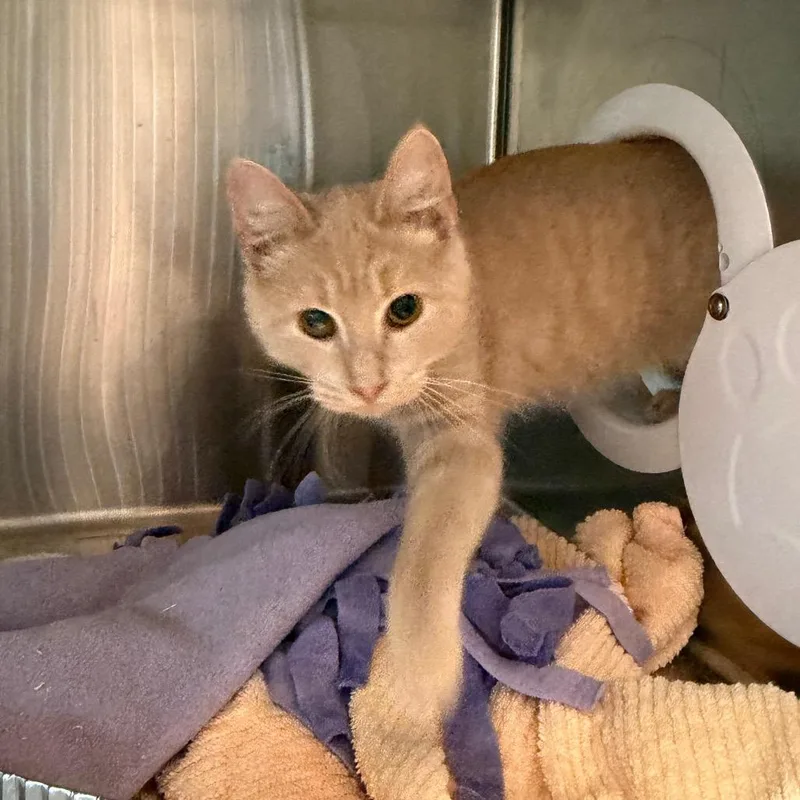 A young medium-sized male Domestic Short Hair cat named Logan for adoption in Cumming, GA