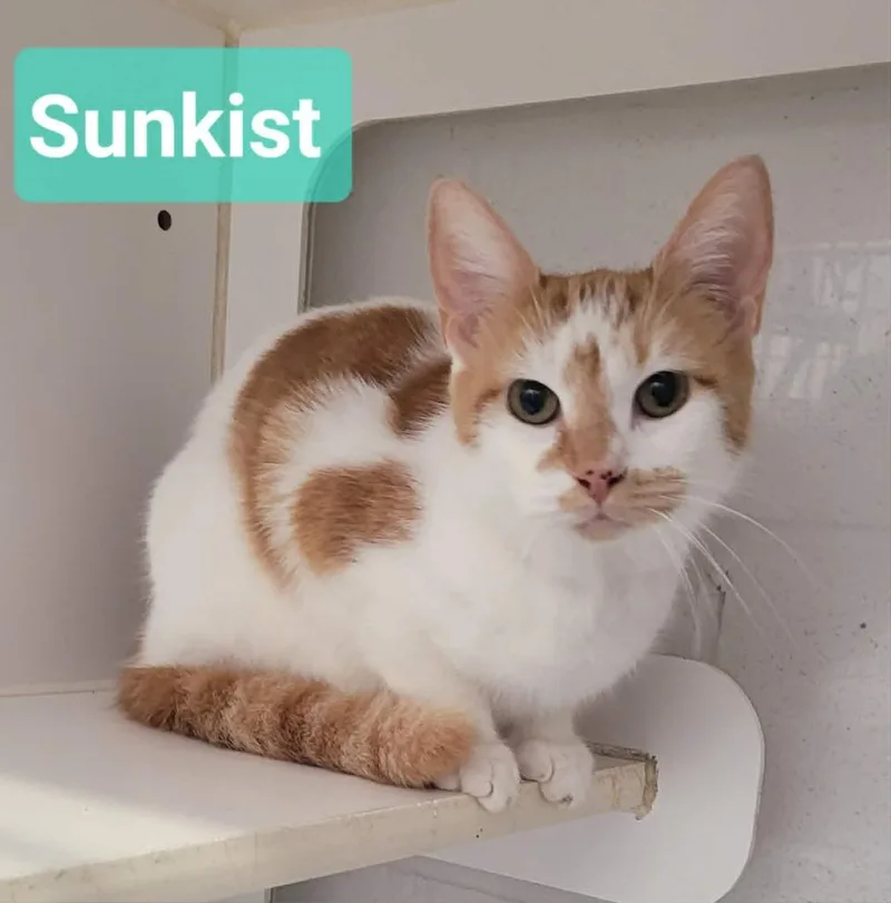 A young medium-sized female Domestic Short Hair cat named Sunkist for adoption in Richmond, IN