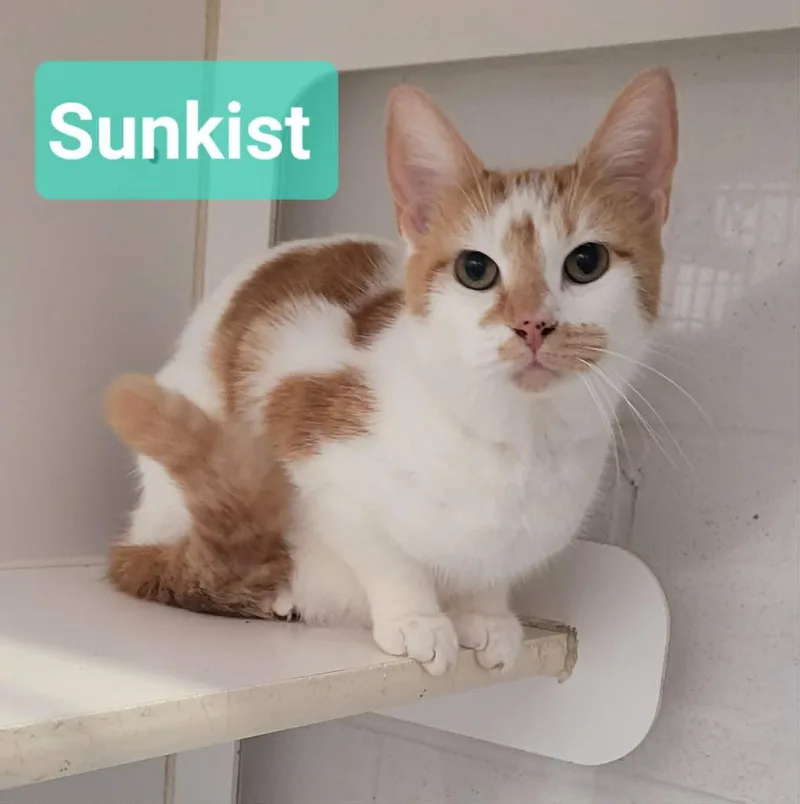 Sunkist thumbnail 2