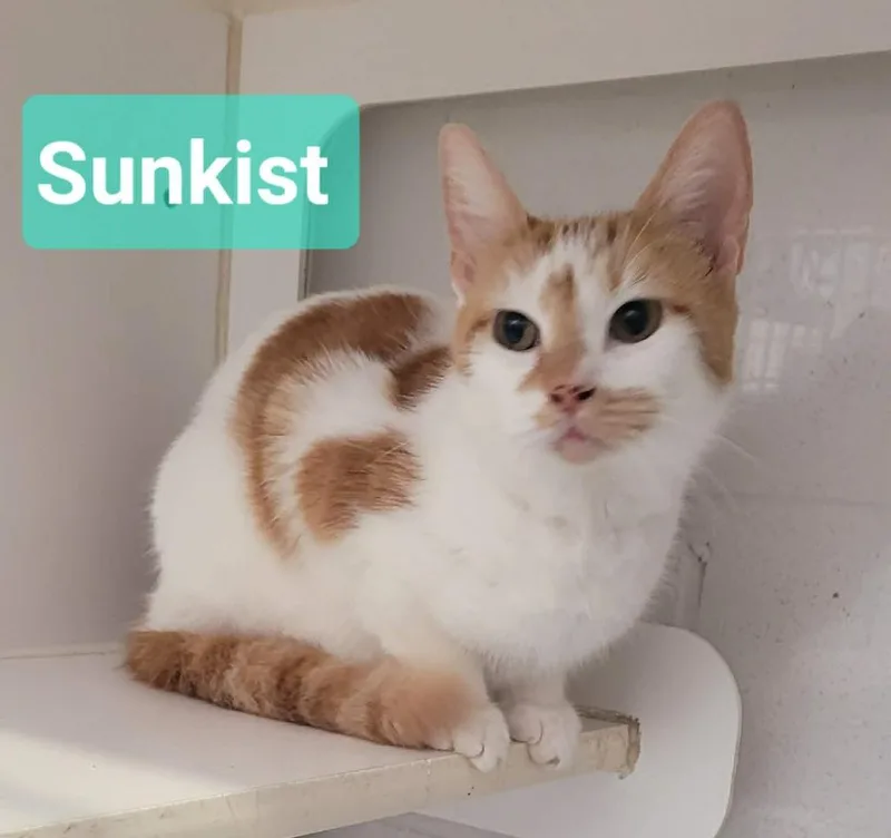 Sunkist thumbnail 3