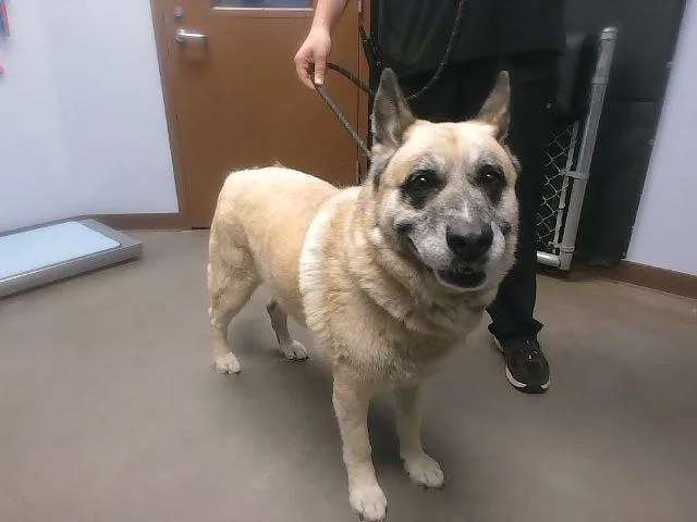An adult large-sized male German Shepherd Dog dog named Sam for adoption in Phoenix, AZ