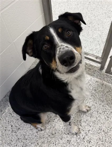 A young large-sized male Australian Shepherd dog named Ozzy for adoption in Canfield, OH