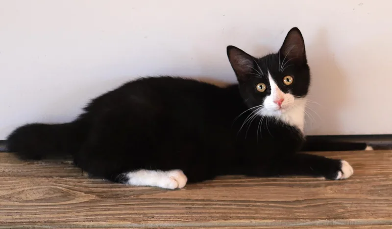 A baby medium-sized male Domestic Short Hair cat named Walker for adoption in North Fort Myers, FL