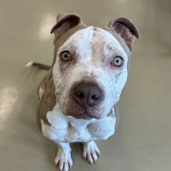 A young large-sized male Pit Bull Terrier dog named Rainbow Trout for adoption in Des Moines, IA
