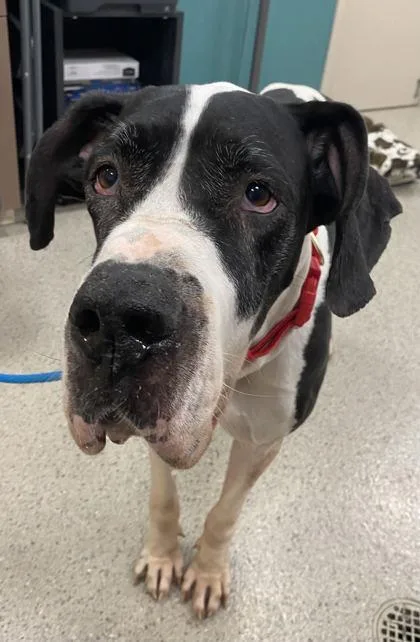 An adult extra large-sized female Great Dane dog named PipSqueak for adoption in Fishers, IN