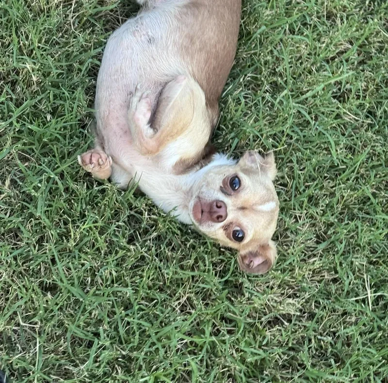 An adult small-sized male Brown / Chocolate Chihuahua dog named Gee for adoption in Forney, TX