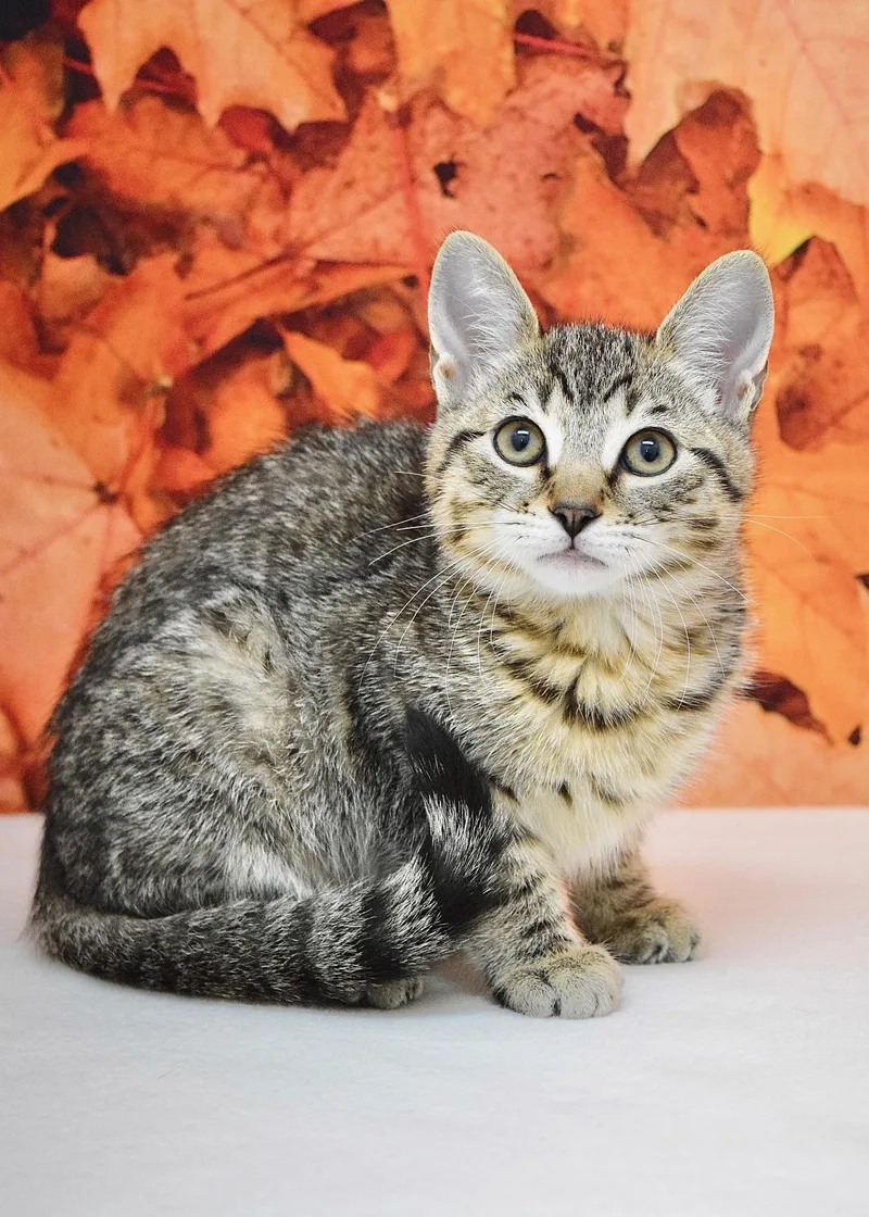 A baby medium-sized female Domestic Short Hair cat named Iris for adoption in Dublin, CA
