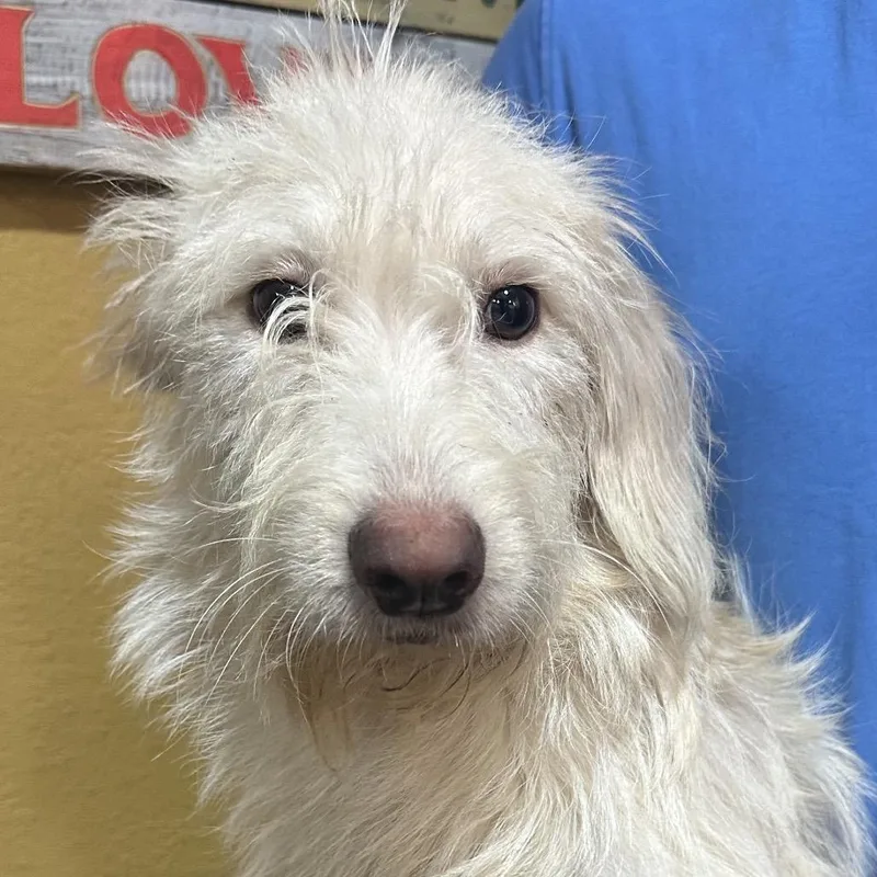 A young medium-sized male Rat Terrier dog named Rand Local November for adoption in Brookshire, TX