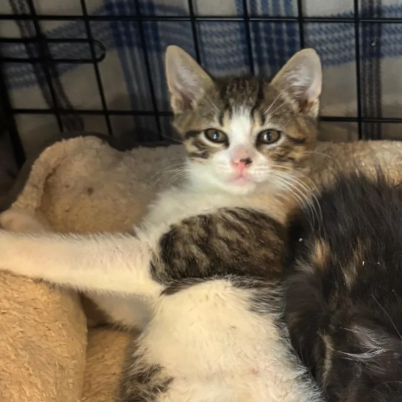 A baby small-sized male Brown / Chocolate Domestic Short Hair cat named Skittles for adoption in Columbia, MO