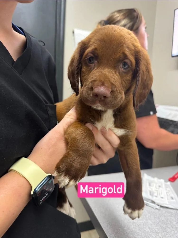 A baby medium-sized female Labrador Retriever dog named Marigold for adoption in Syracuse, NY