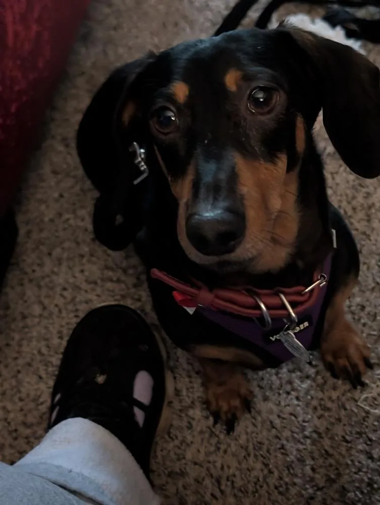 An adult small-sized male Dachshund dog named Fred for adoption in Amherst, NY