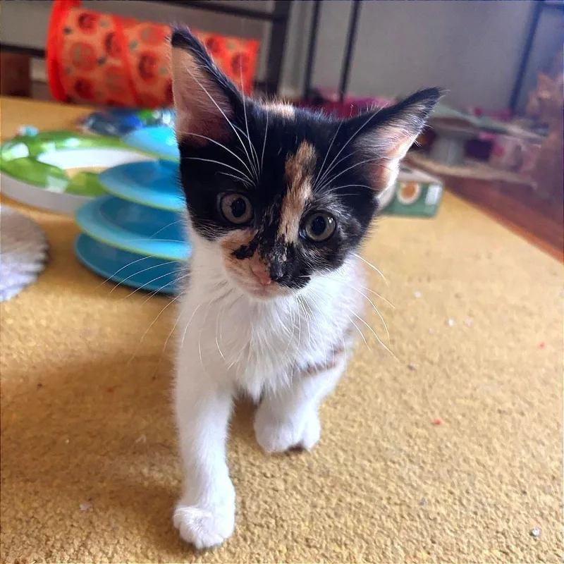 A baby small-sized female Calico Domestic Short Hair cat named Suki Park for adoption in Tallahassee, FL