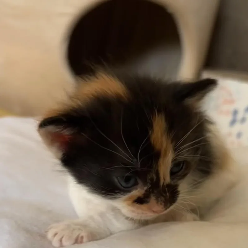 Suki Park thumbnail 3