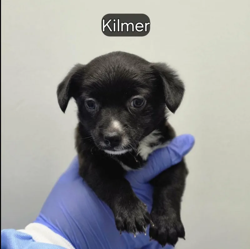 A baby small-sized male Tricolor (Brown, Black, & White) Mixed Breed dog named Kilmer for adoption in Long Island City, NY