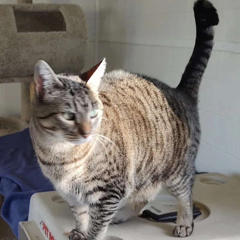 An adult medium-sized female Domestic Short Hair cat named Ringo for adoption in Oakville, WA