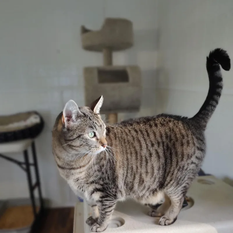 Ringo thumbnail 3