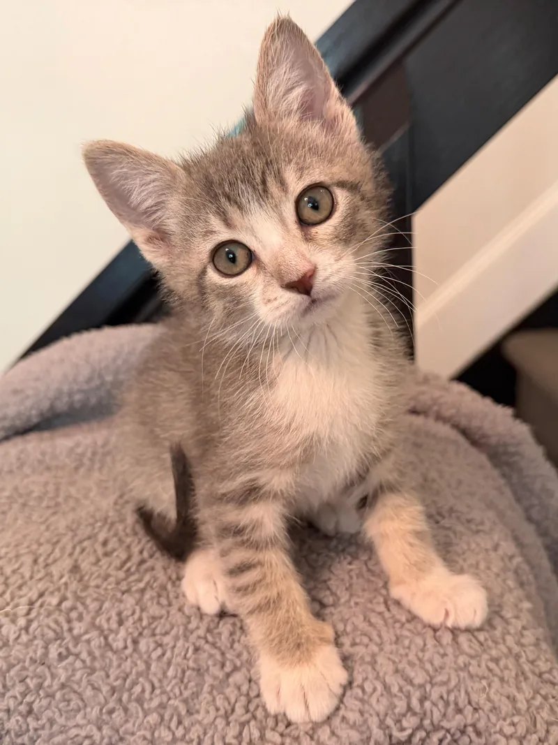 A baby small-sized female Tabby (Gray / Blue / Silver) Domestic Short Hair cat named Carly Dentry for adoption in Morrison, CO