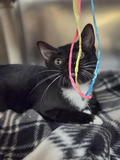 A baby small-sized female Domestic Short Hair cat named Cauldron Cake for adoption in Westland, MI