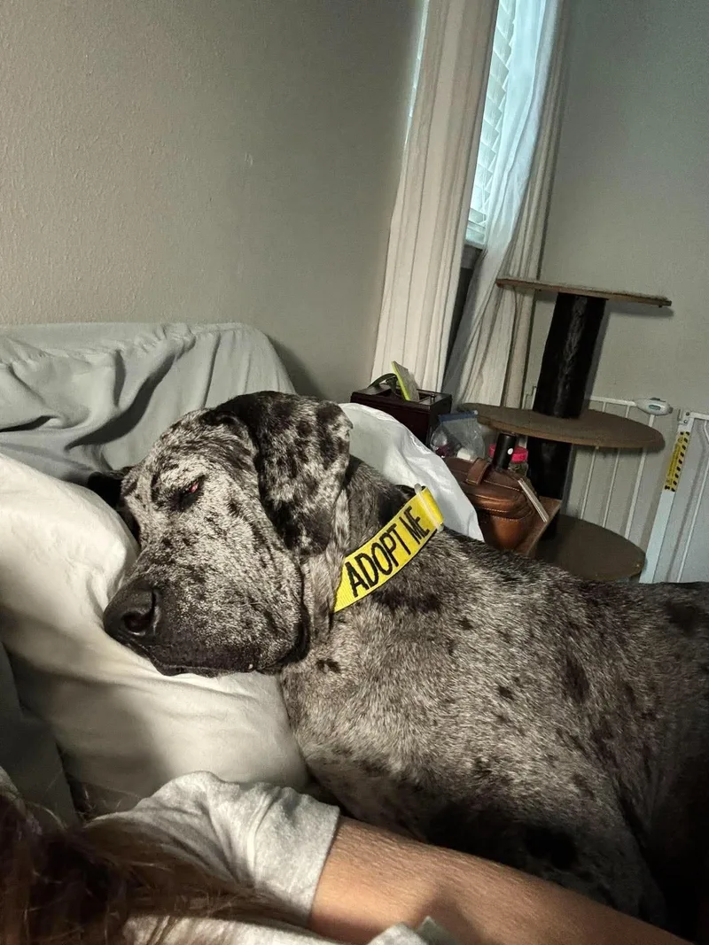An adult extra large-sized female Merle (Blue) Great Dane dog named Dottie for adoption in Pensacola, FL