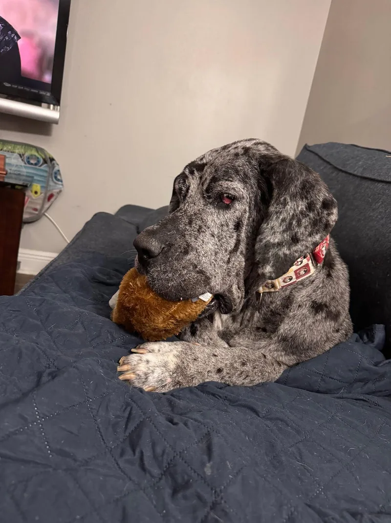 Dottie thumbnail 2