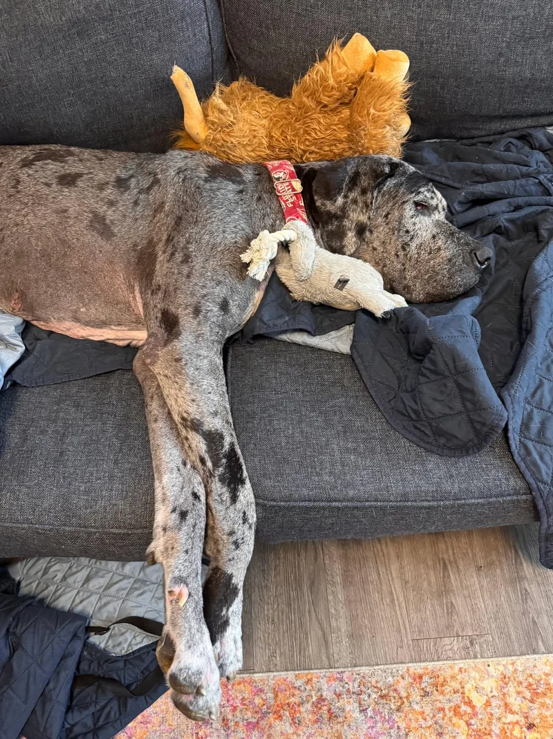 Dottie thumbnail 3