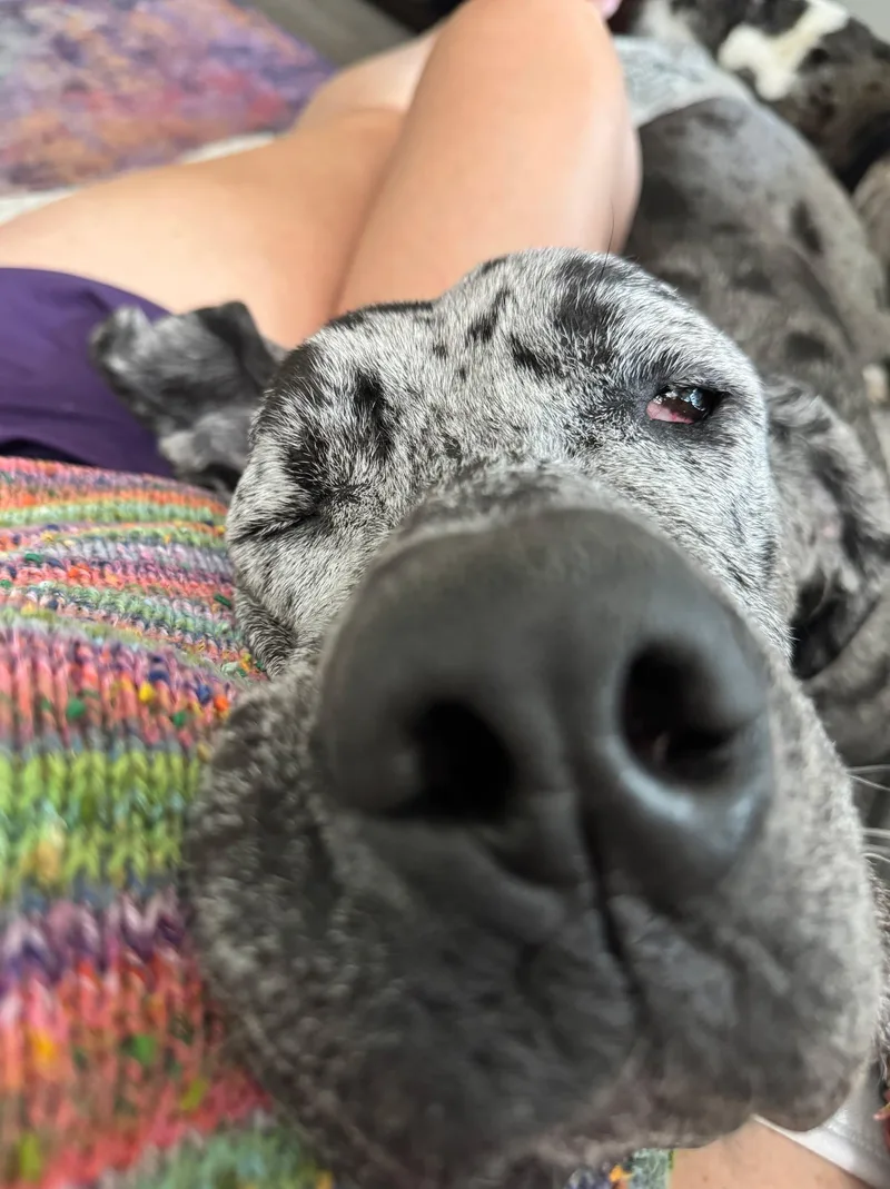Dottie thumbnail 5