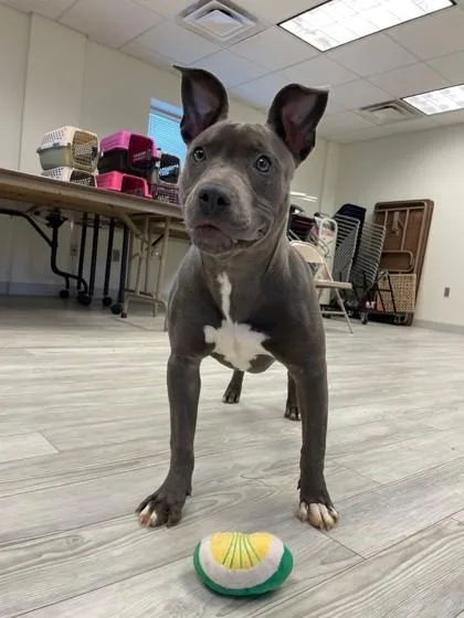 A baby small-sized female Mixed Breed dog named Sierra for adoption in South Bend, IN