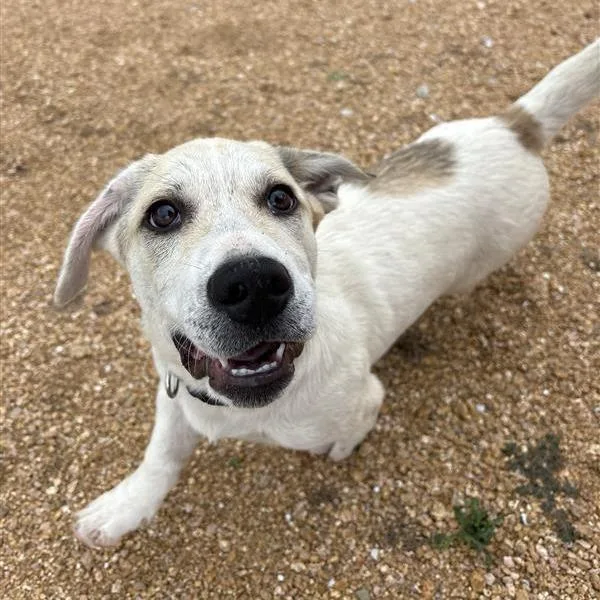A young medium-sized male White / Cream Mixed Breed dog named Bodie for adoption in Bentonville, AR