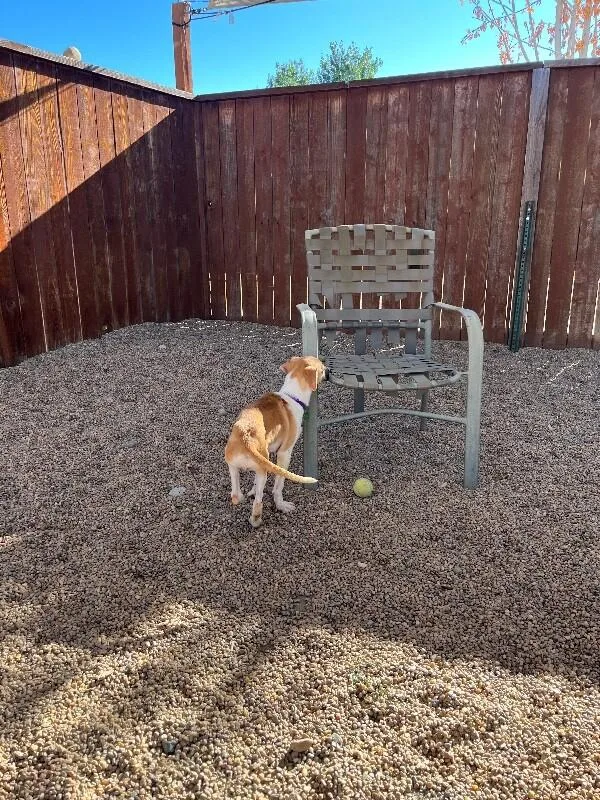 A baby medium-sized female Yellow / Tan / Blond / Fawn Mixed Breed dog named Cortado for adoption in Fort Collins, CO