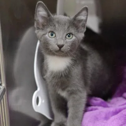 A baby small-sized male Gray / Blue / Silver Domestic Short Hair cat named Gatsby for adoption in New Fairfield, CT