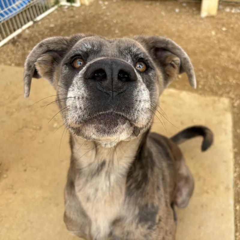 An adult large-sized female Gray / Blue / Silver Mixed Breed dog named Scrunchie for adoption in Bentonville, AR