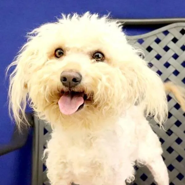 An adult small-sized female Poodle dog named Maryland for adoption in Midland, TX