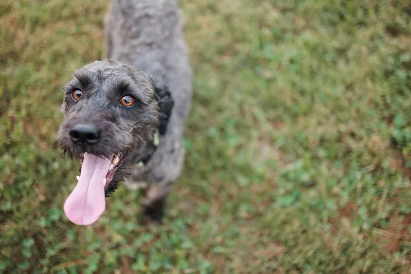 A young small-sized male Gray / Blue / Silver Miniature Poodle dog named ArcherTransport for adoption in Gradyville, KY